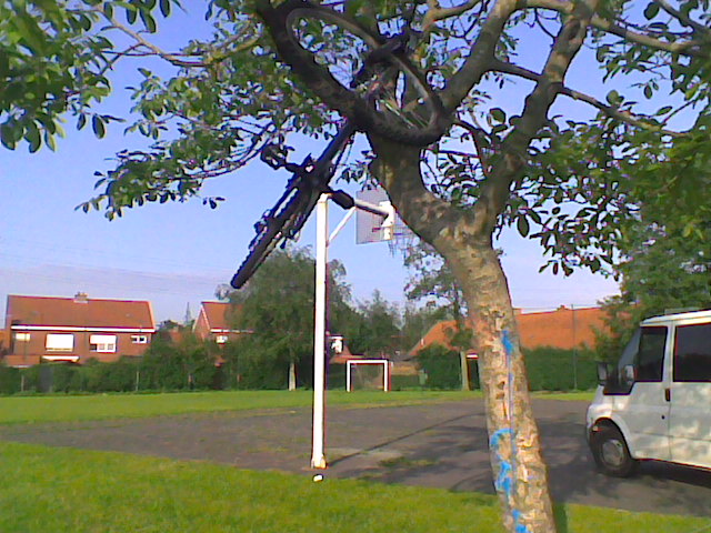 fiets in boom